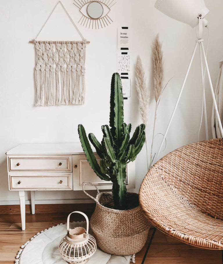 indoor plant